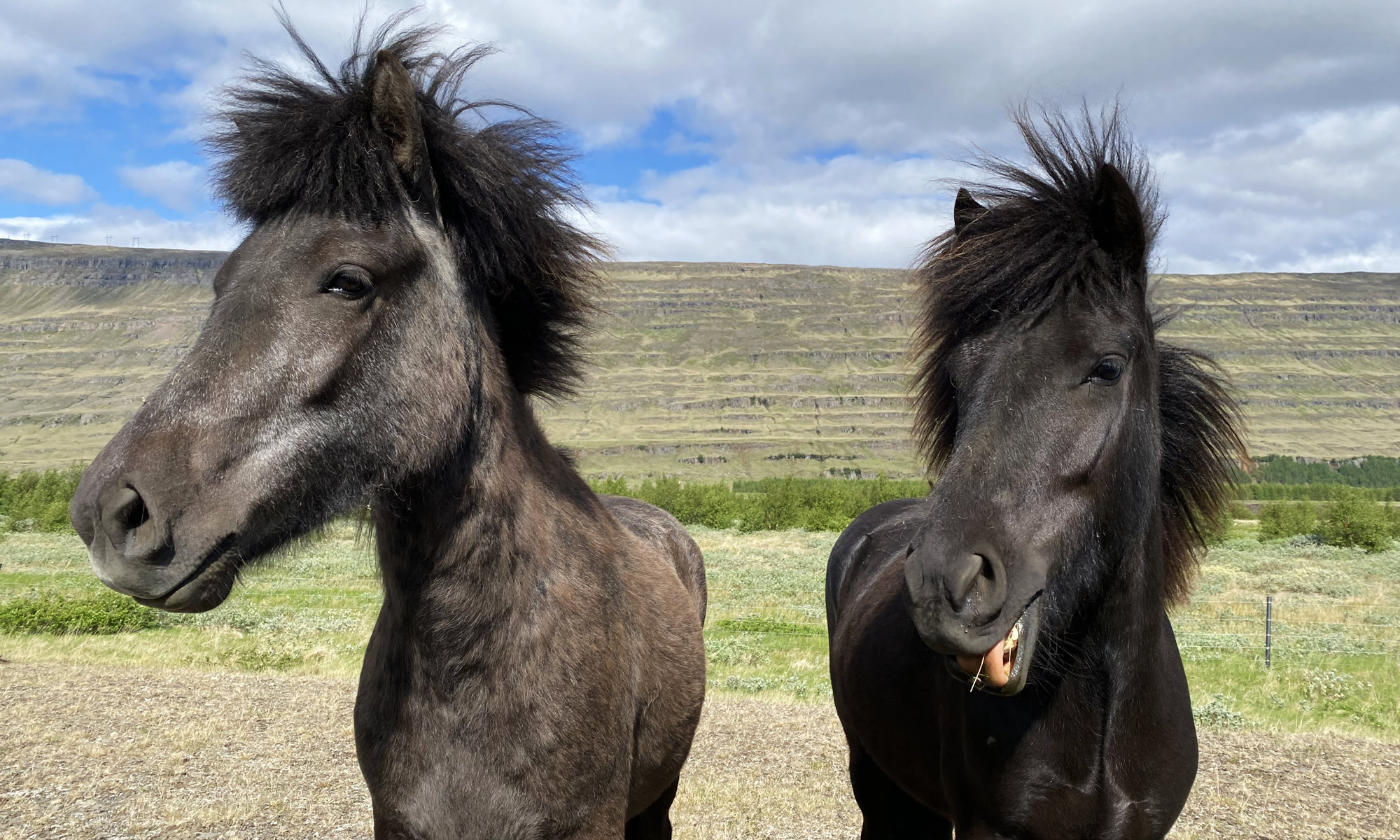 Islandponys, Jule Hundert